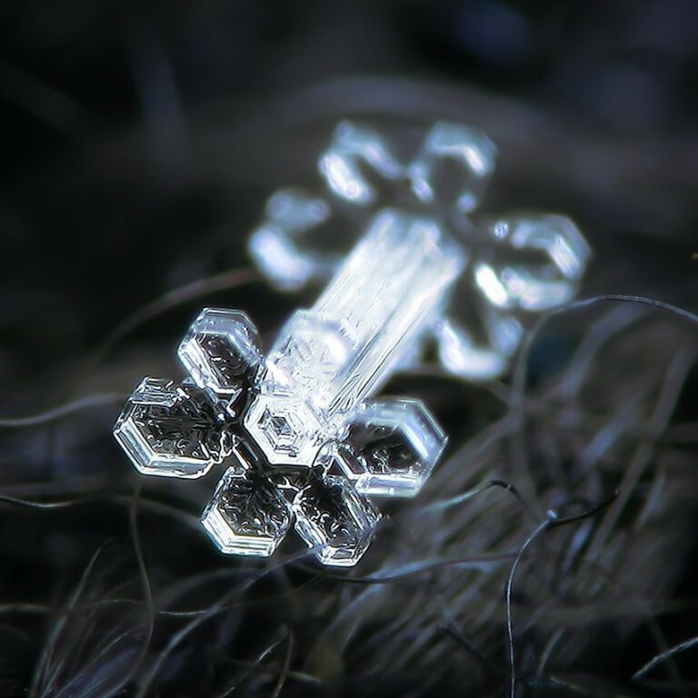 11 Most Famous Macro Photographers To Follow In 2024