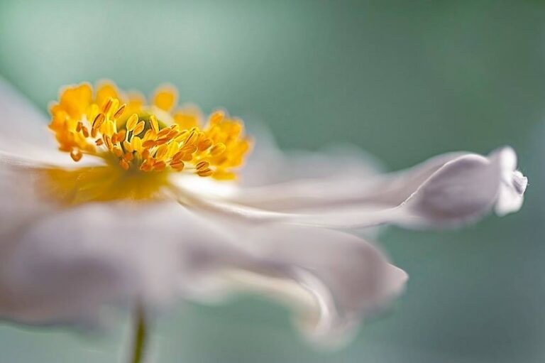 11 Most Famous Macro Photographers To Follow In 2024